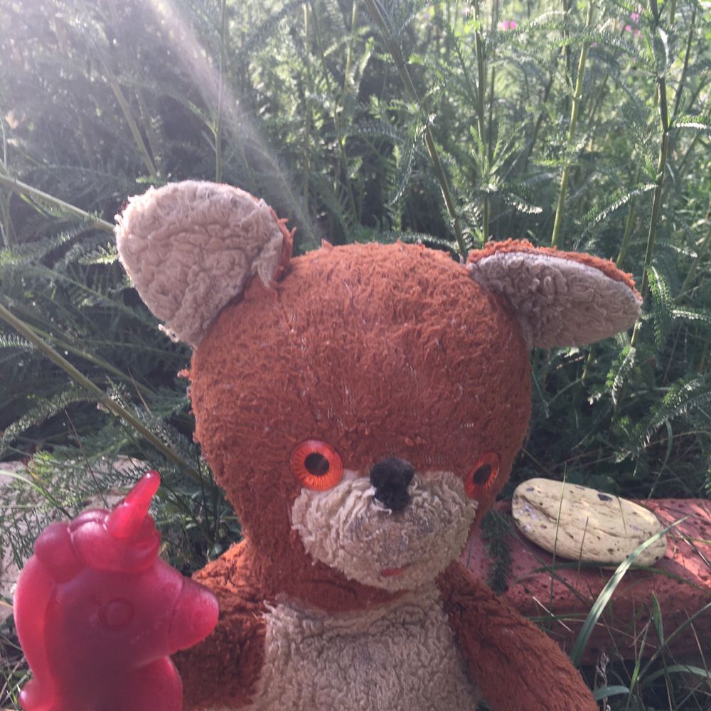 Mr. Bear