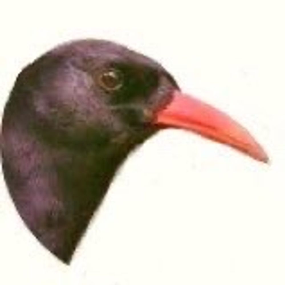 Profile picture redbilledchough.bsky.social