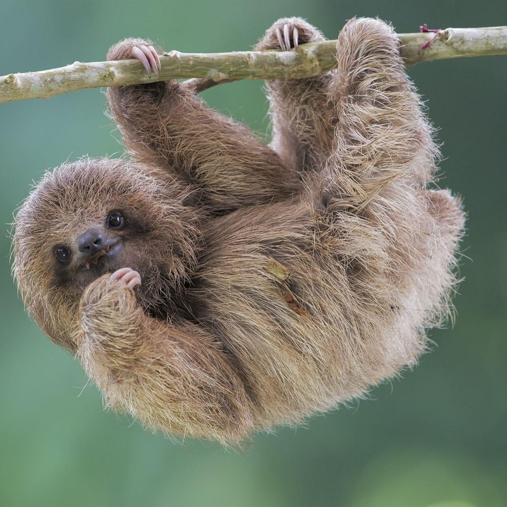 Thoughtful Sloth