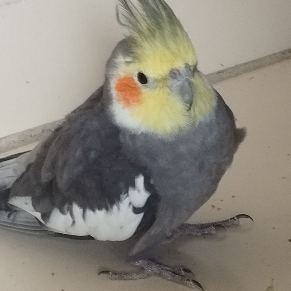 Cutinho Gatinho Lindinho Peixoto