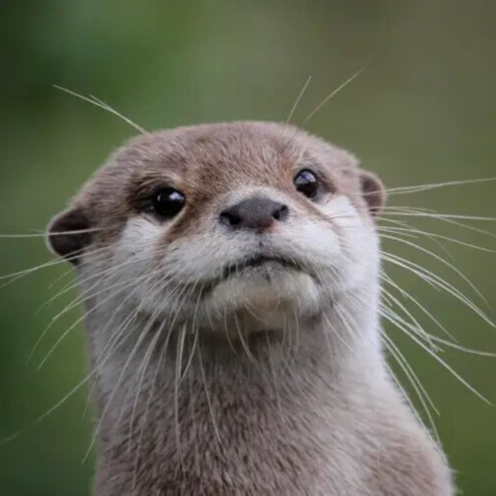 the tortured otter