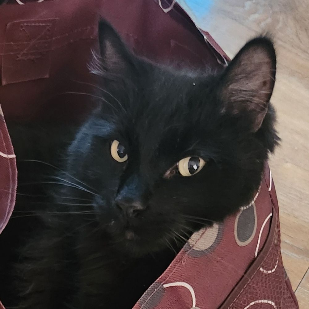 Kathy Loves Indycar & cats & animals ❤️  🏎 🐈‍⬛