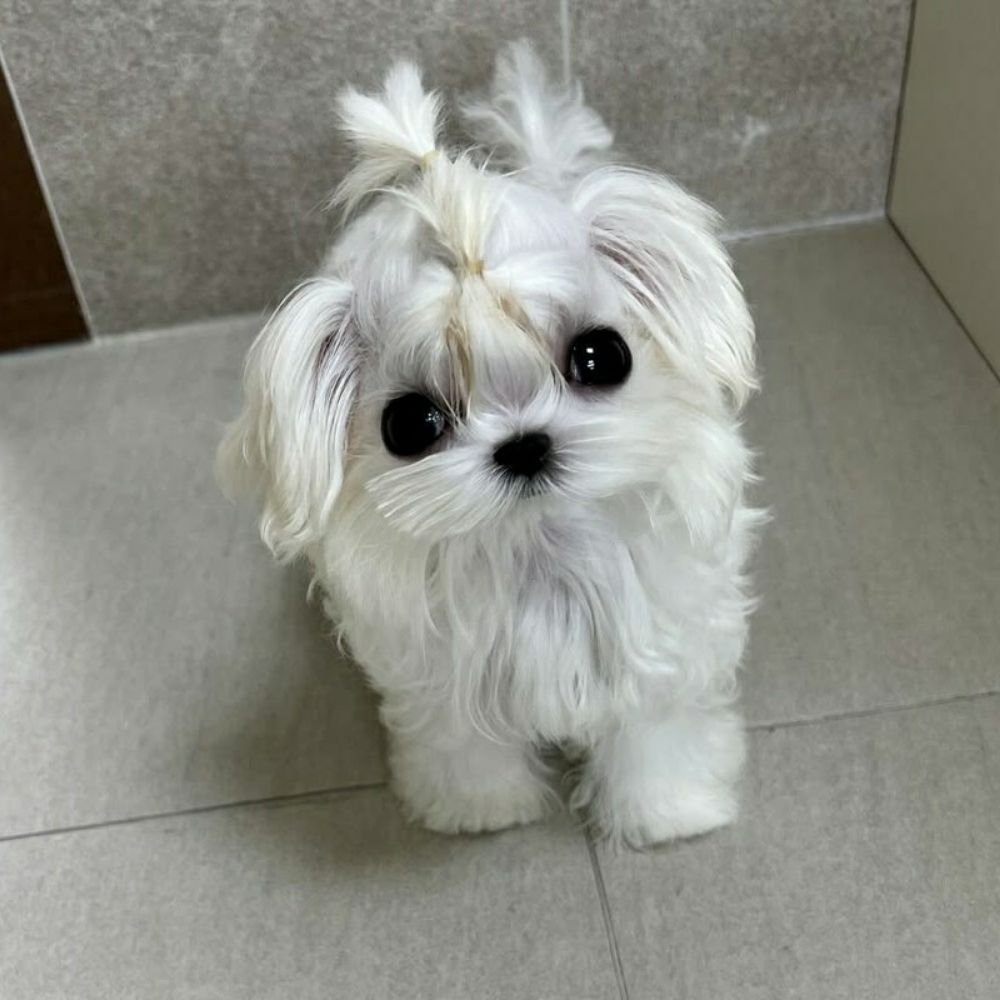 pipoca