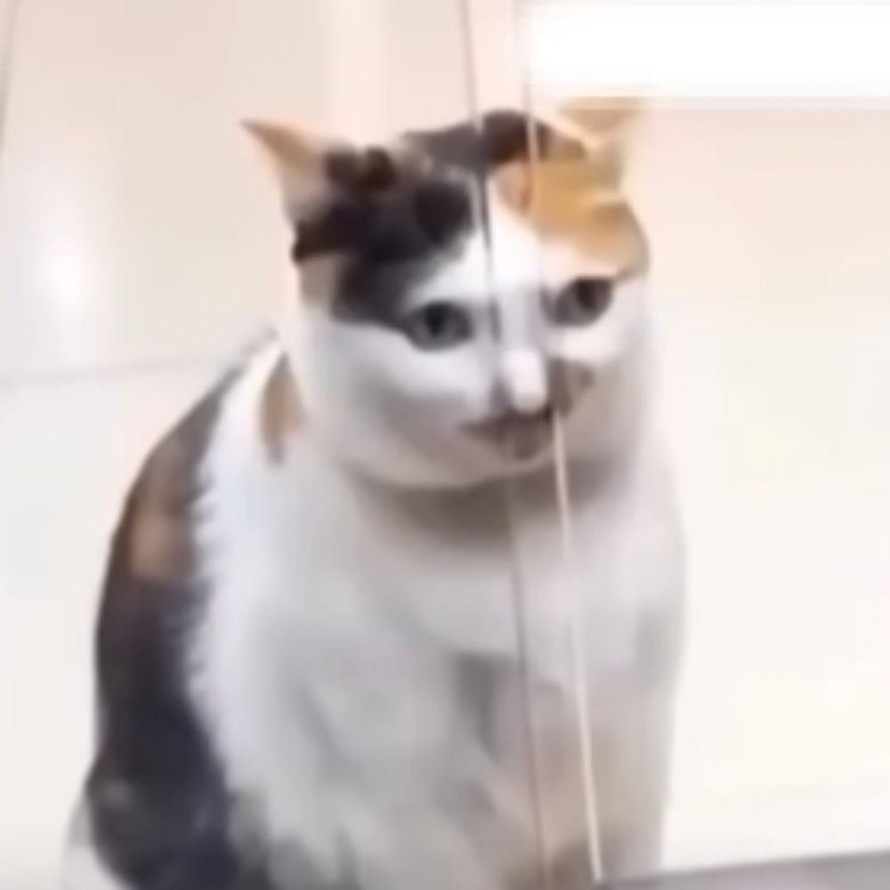 Pompom