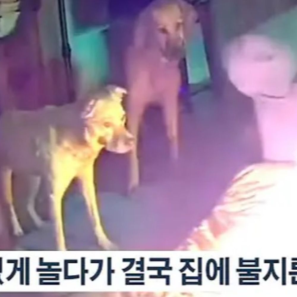 바지만두