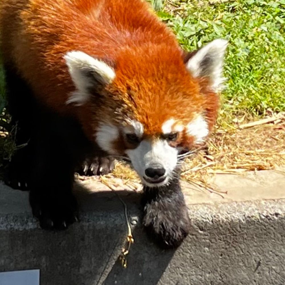 めし