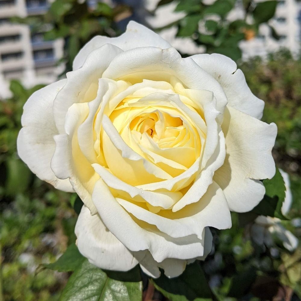 芹末
