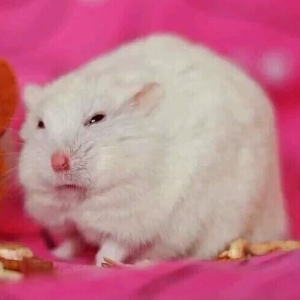하무하무