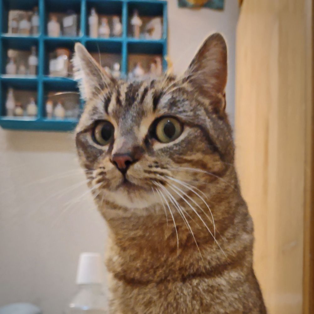 Tabitha Biscuits