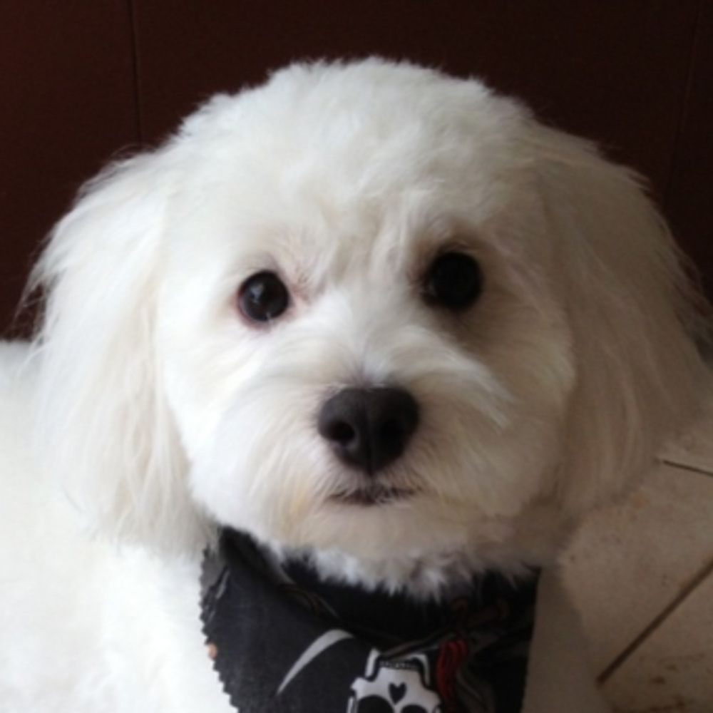 Cuddles the dog