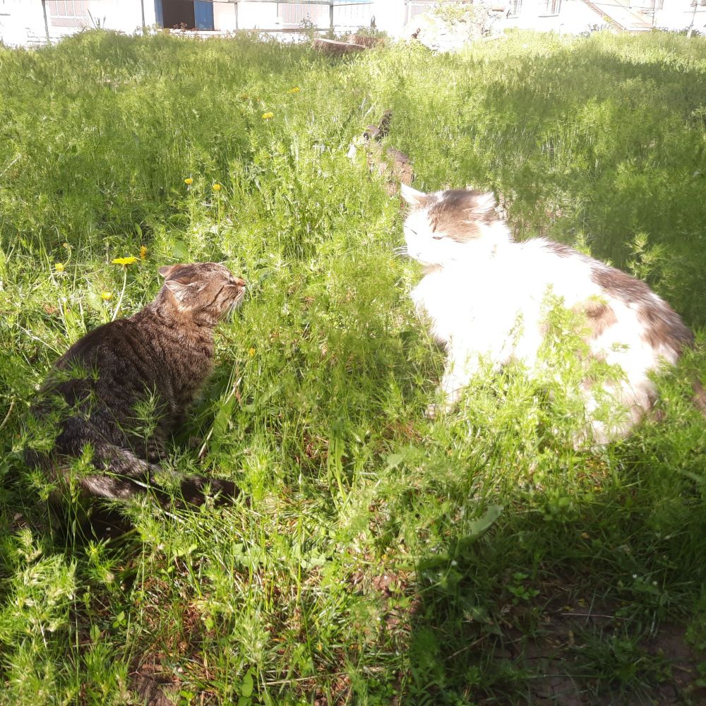 catfleas