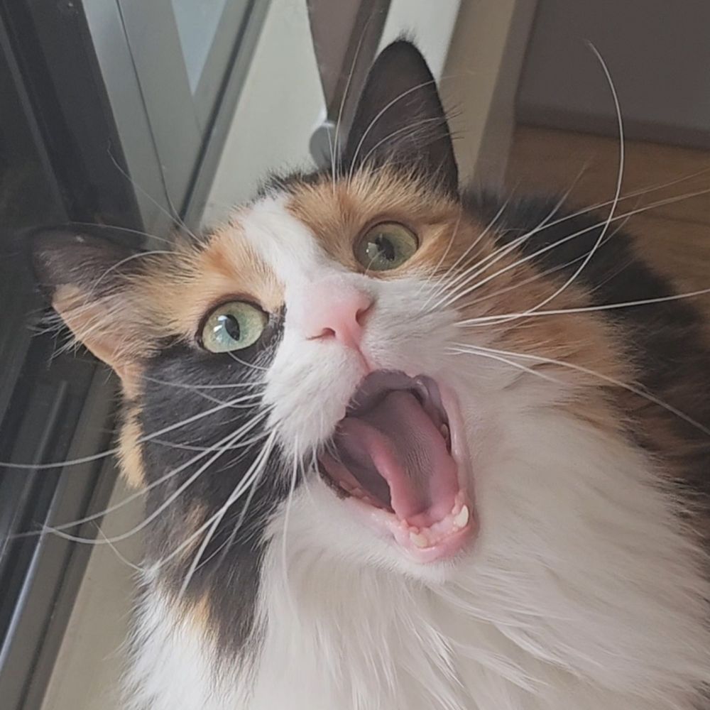 Pictures of my cat and maybe other things?