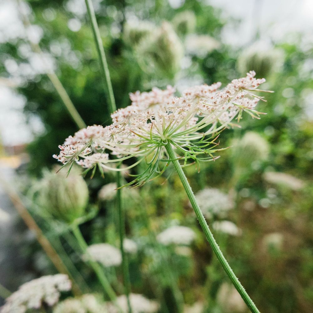 purlpearlknit.bsky.social