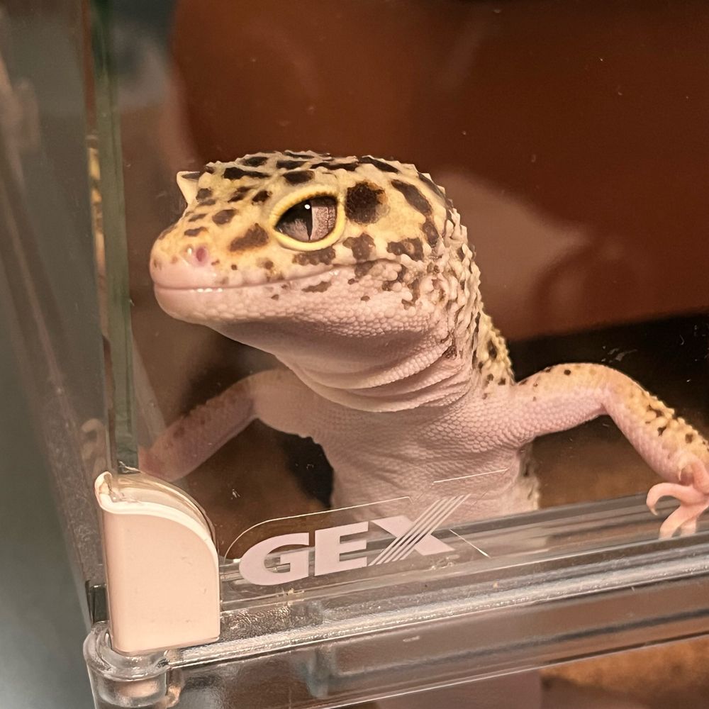 ダーマン