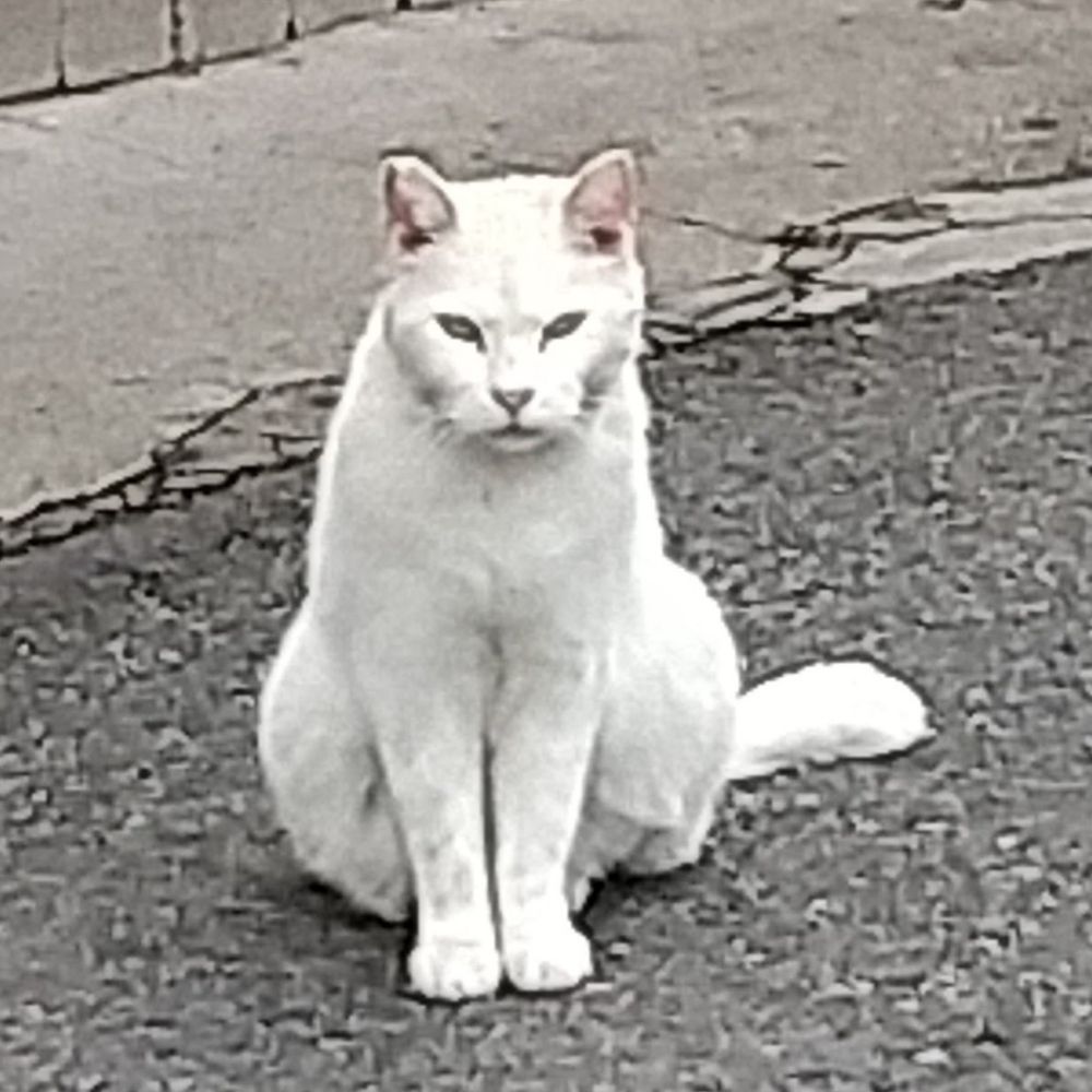 しろねこ