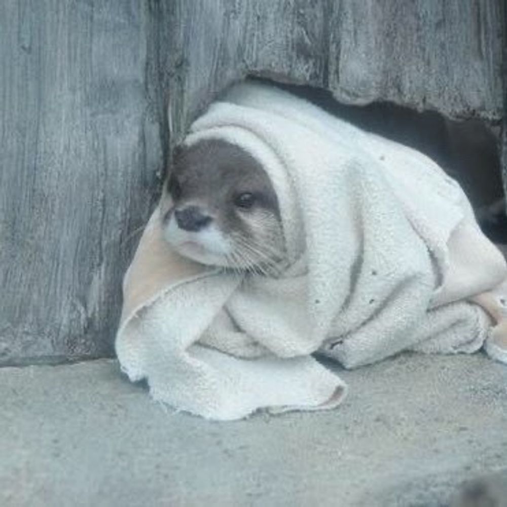 otter
