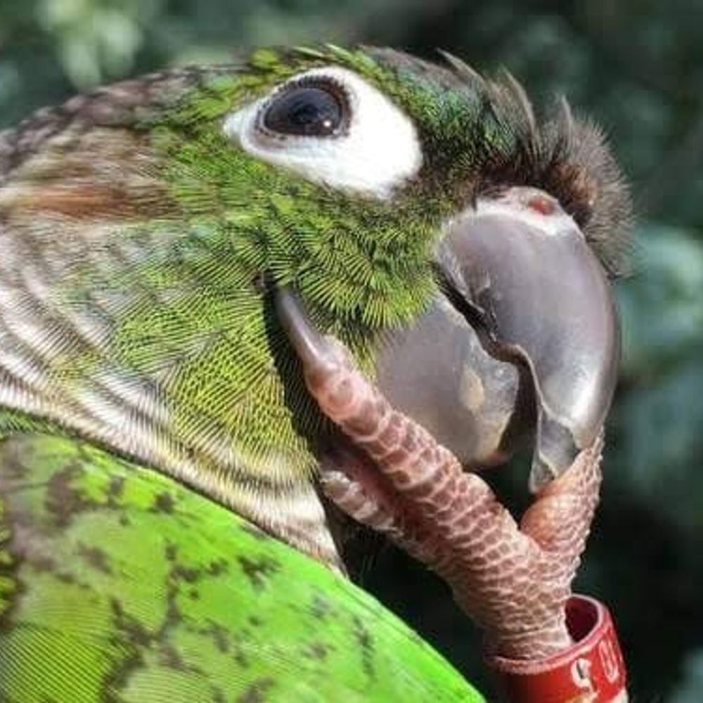Daily Bird