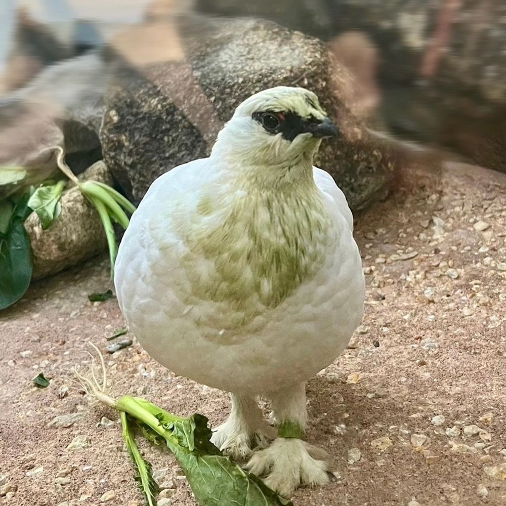 とり。