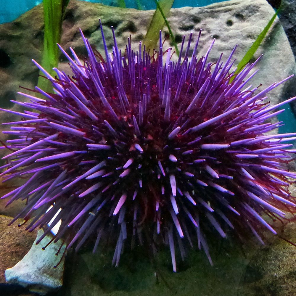 urchin-p