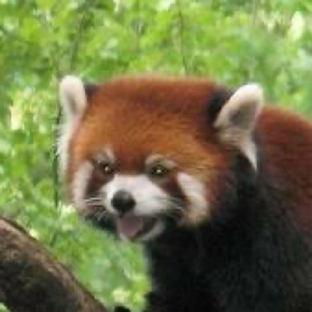 レッサーパンダ(旧・寺田同志、万歳！万歳！万万歳！)