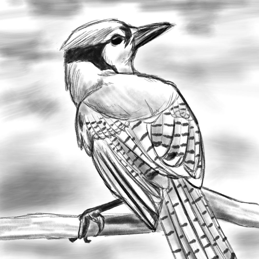 Corvid