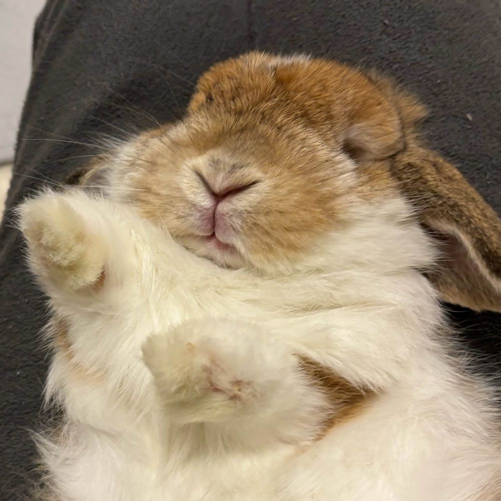 おっ博士ちゃん