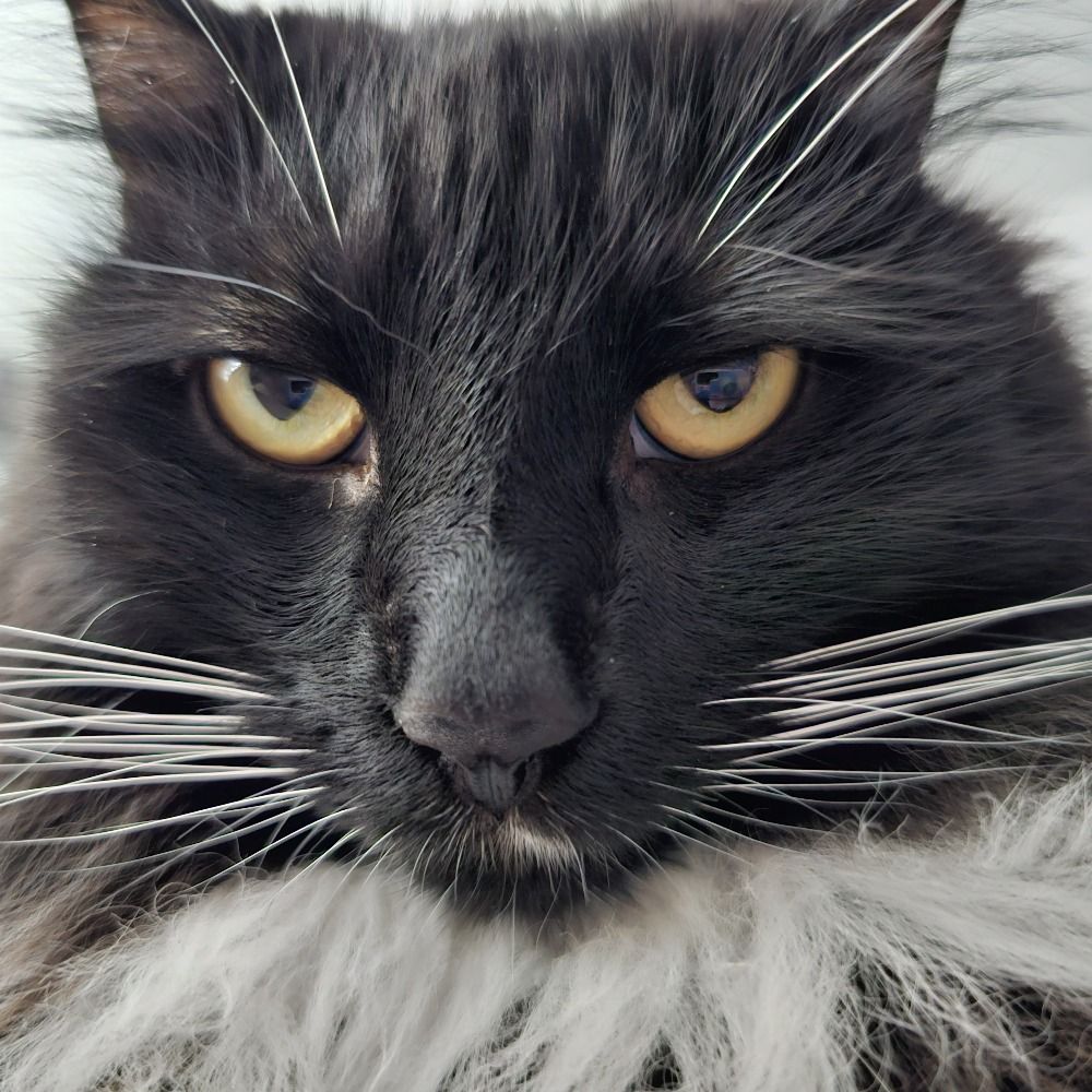 Jez