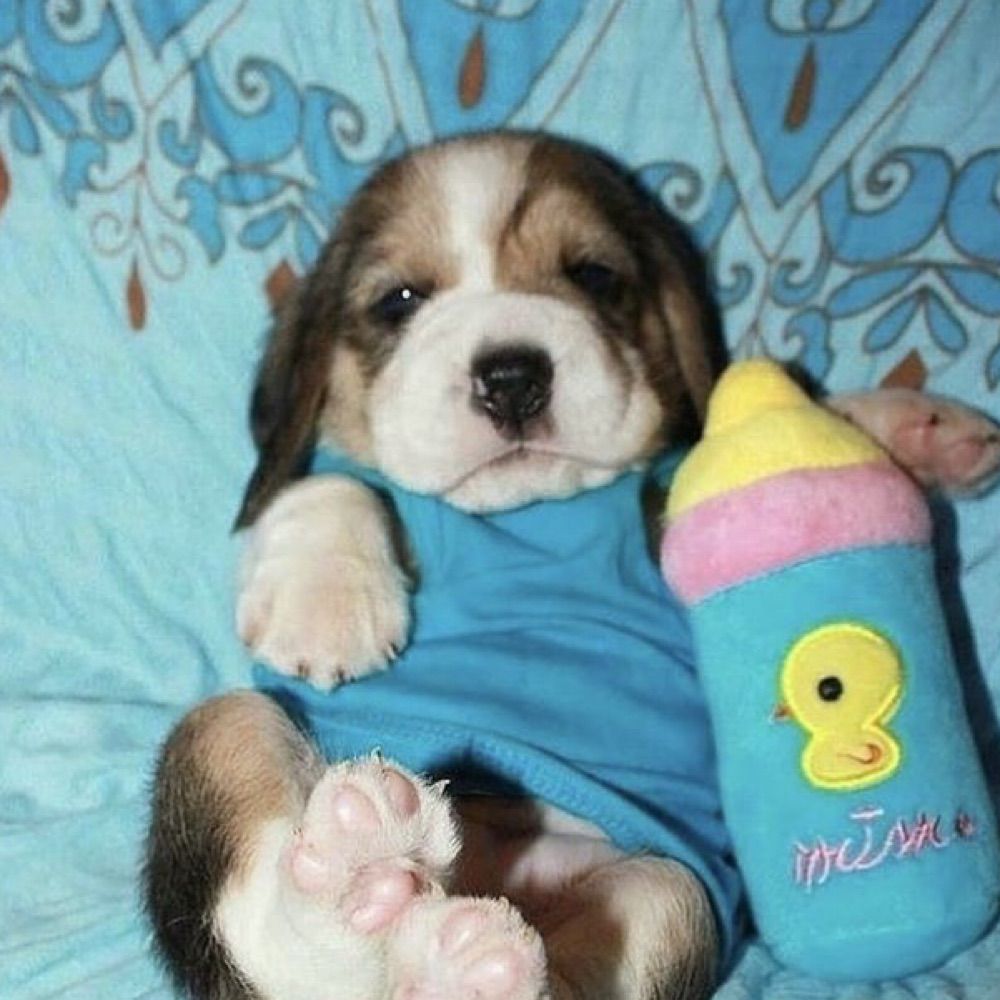 Cuttingpuppy