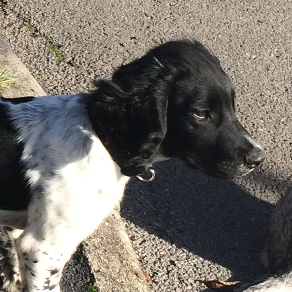 Louis Springer Spaniel