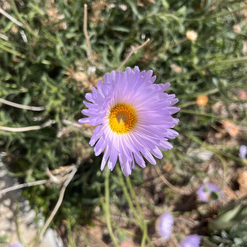 Lici