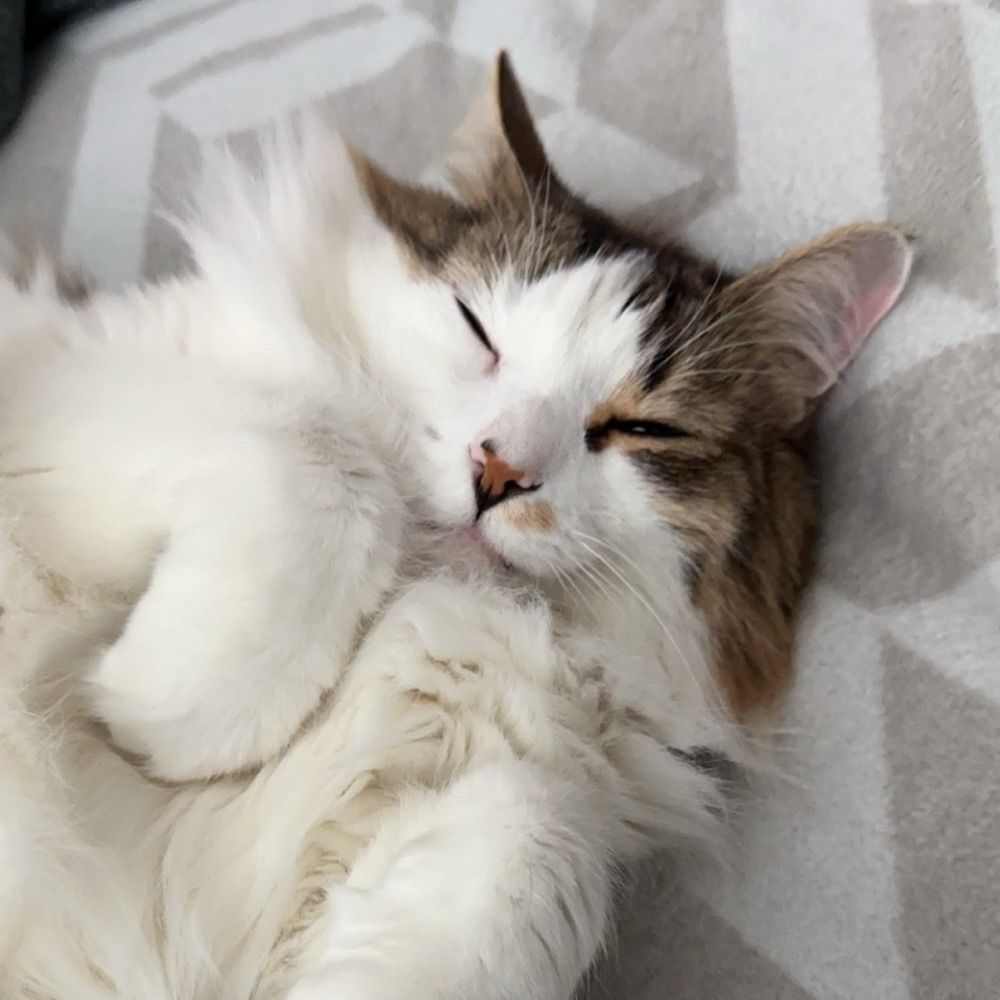 chloe