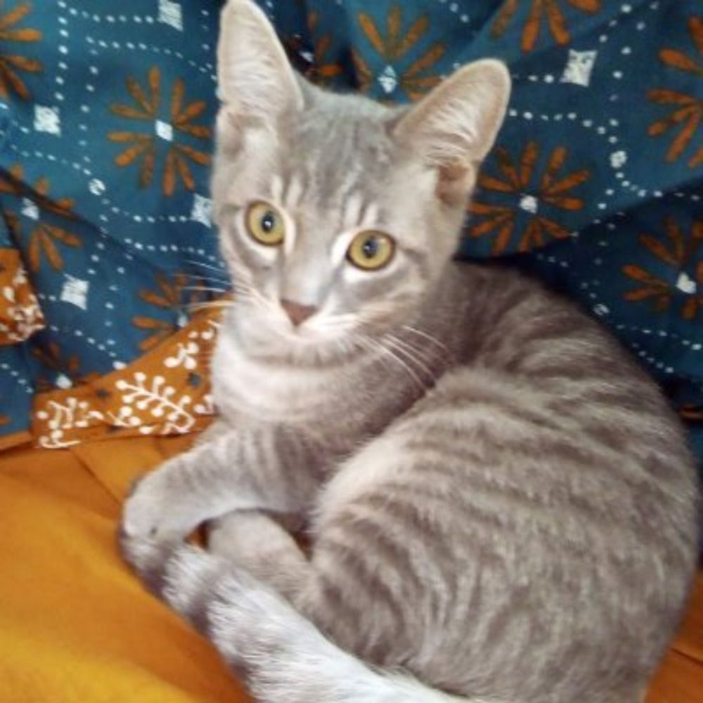 Patapon