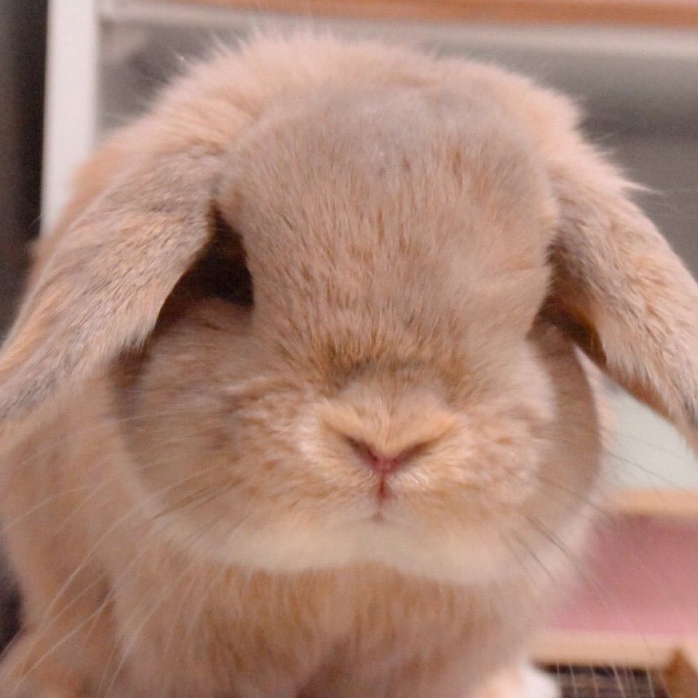 kiwi :3