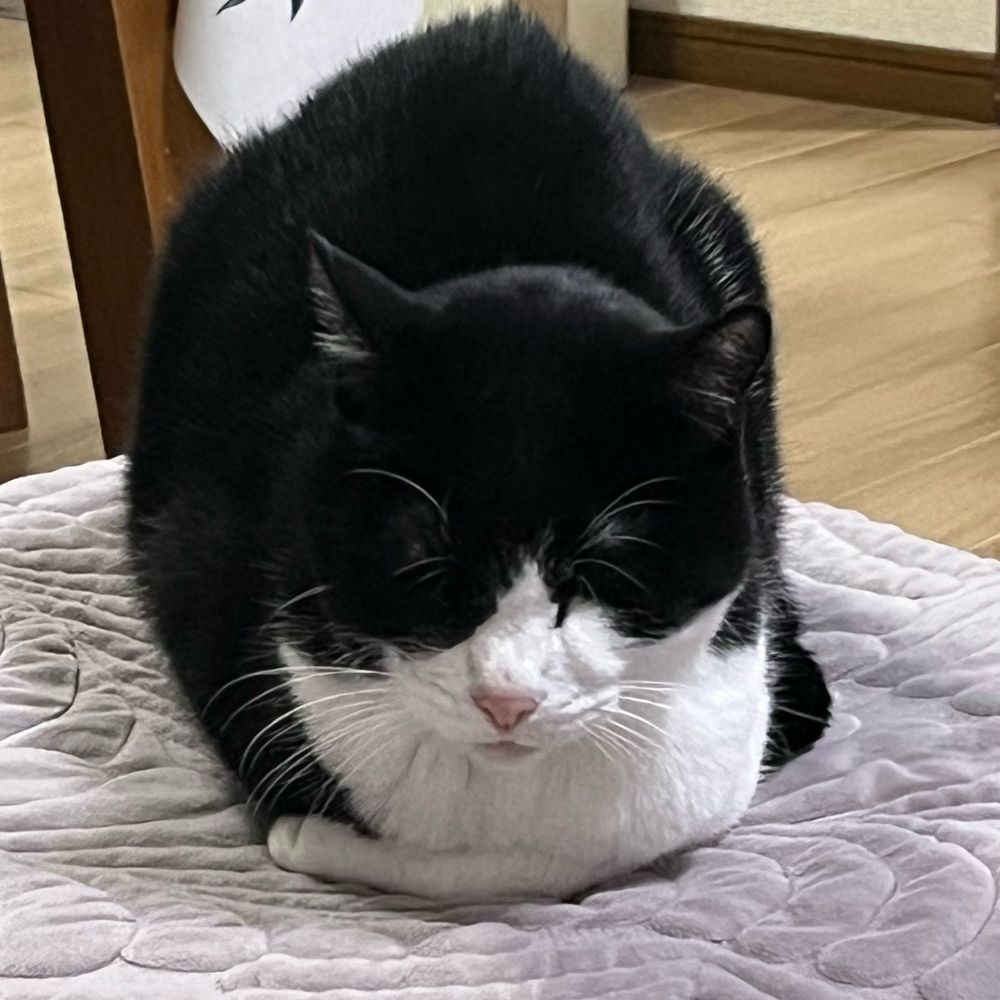 キャトーン