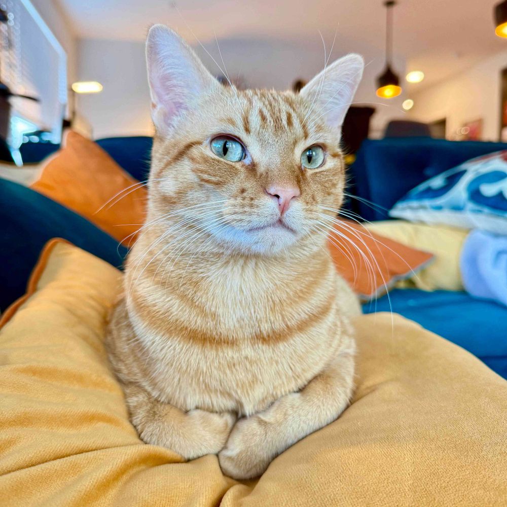 Sammy the Orange Cat