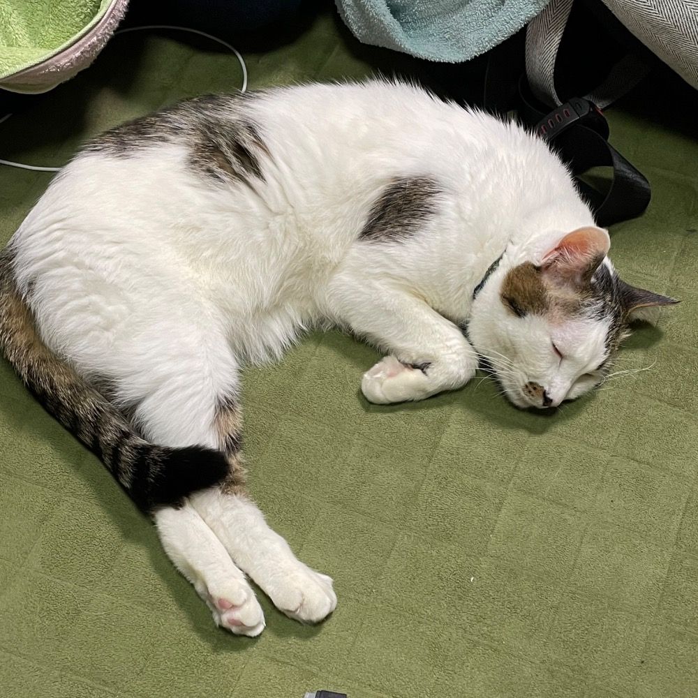 ジャルニャン