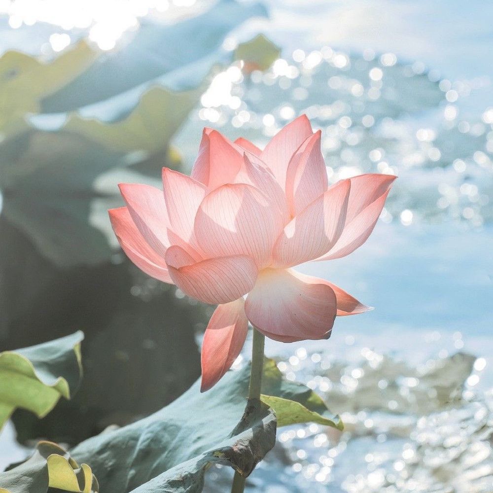 ⭐️루아💫