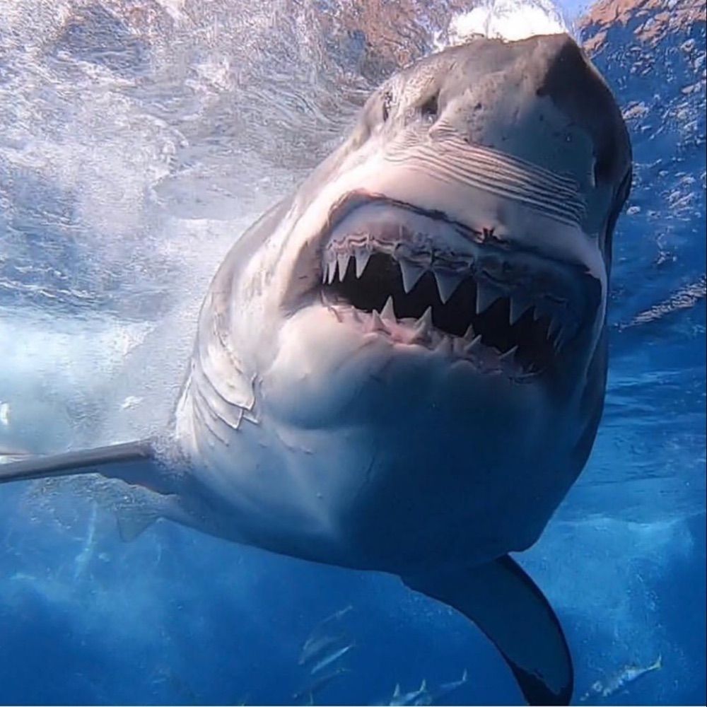 Profile picture sharkdiver1439.bsky.social