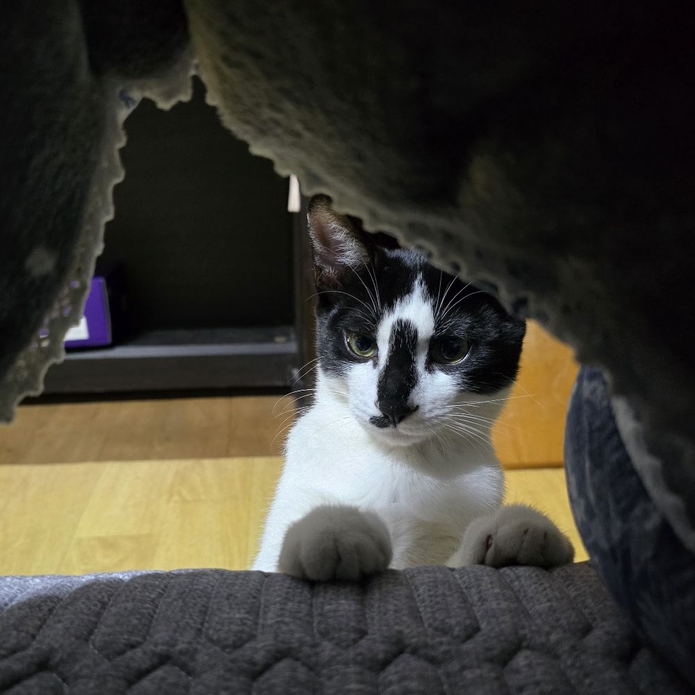 펭긘