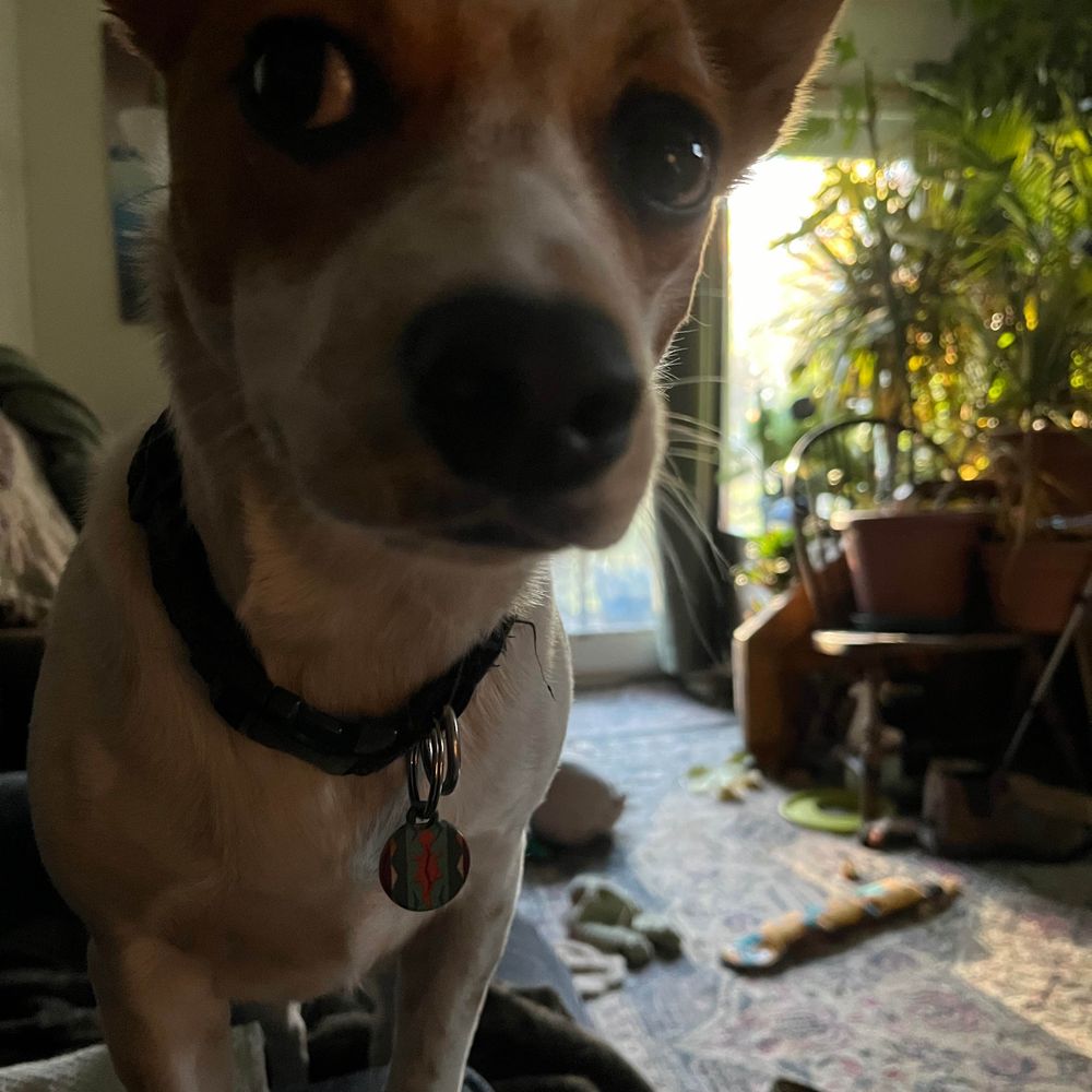 Insolent Cur