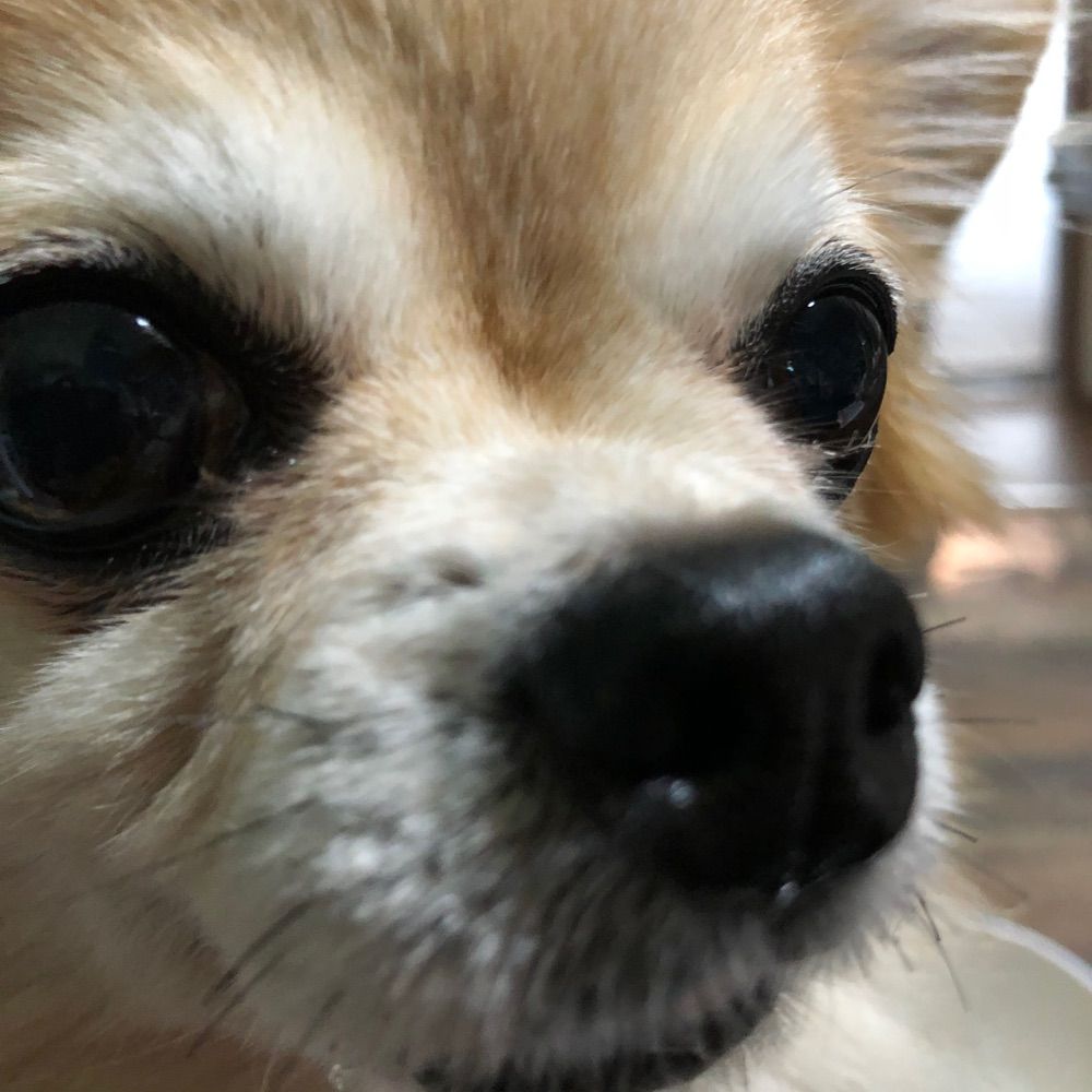 こま犬