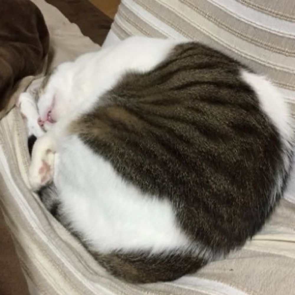 　イマイヒロ「玉屋本舗」