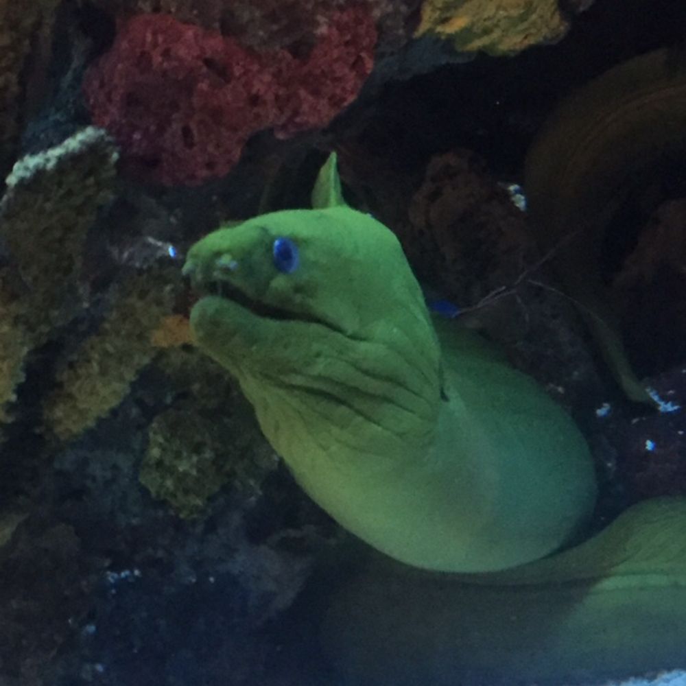 Green Moray