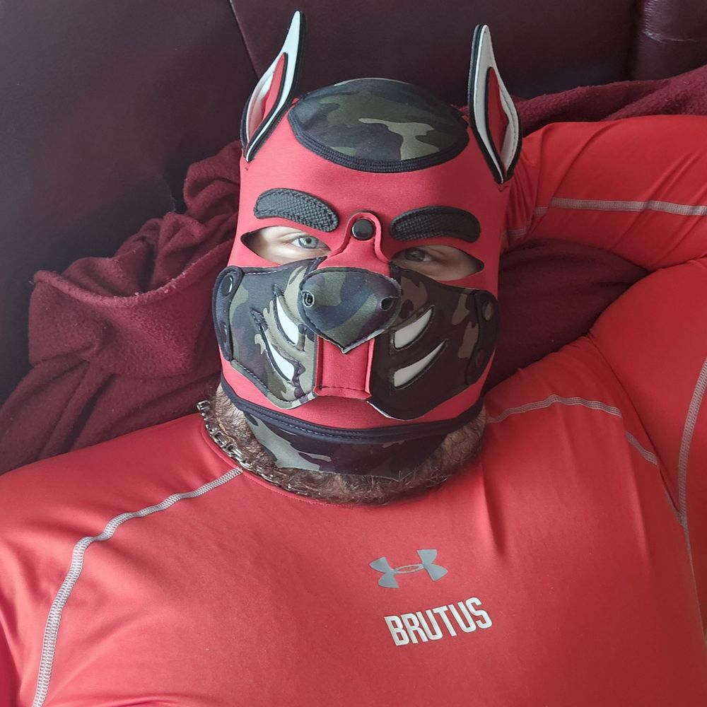 Dog Dominus Brutus Astanidum