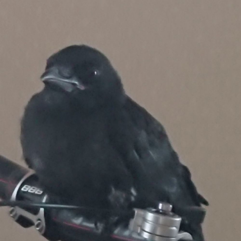 ぼんちゃん