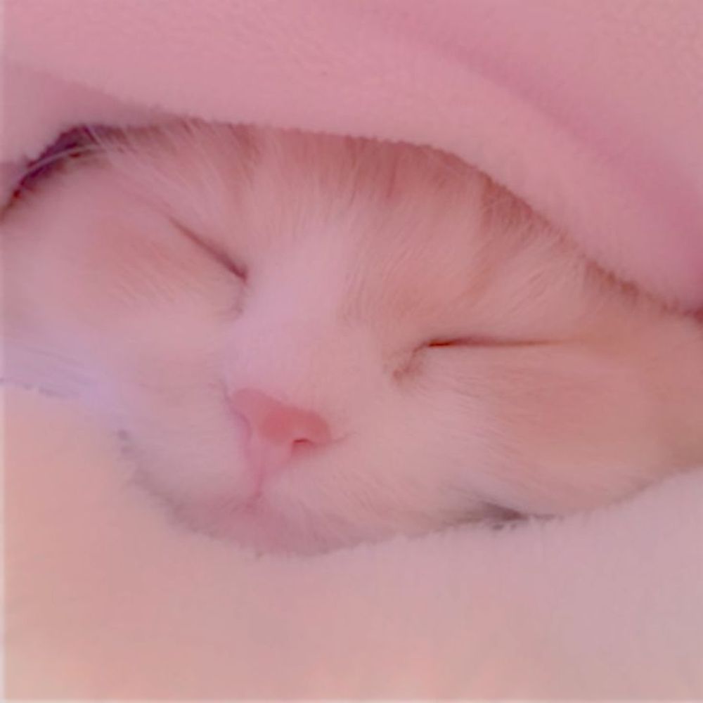 meow