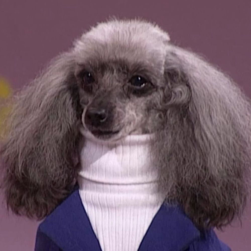 woke dog