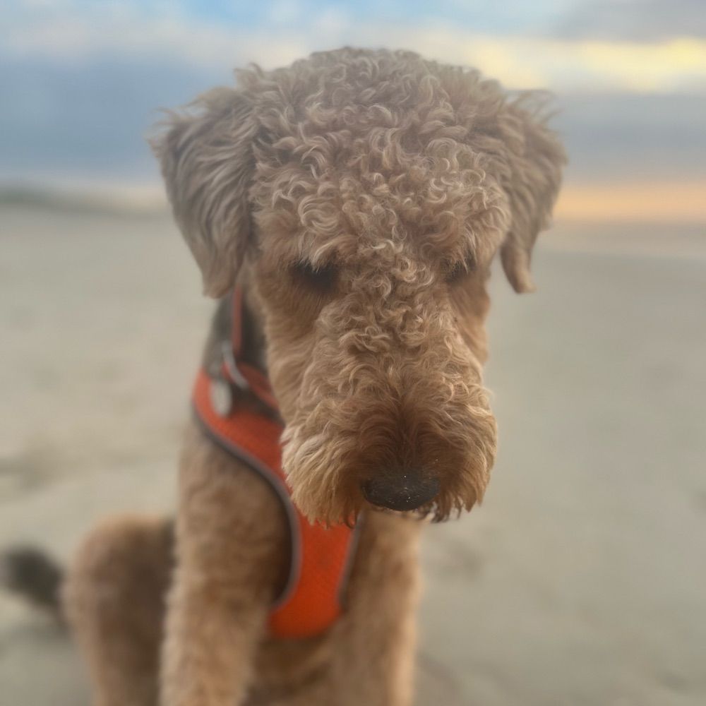 Piper-the-Airedale