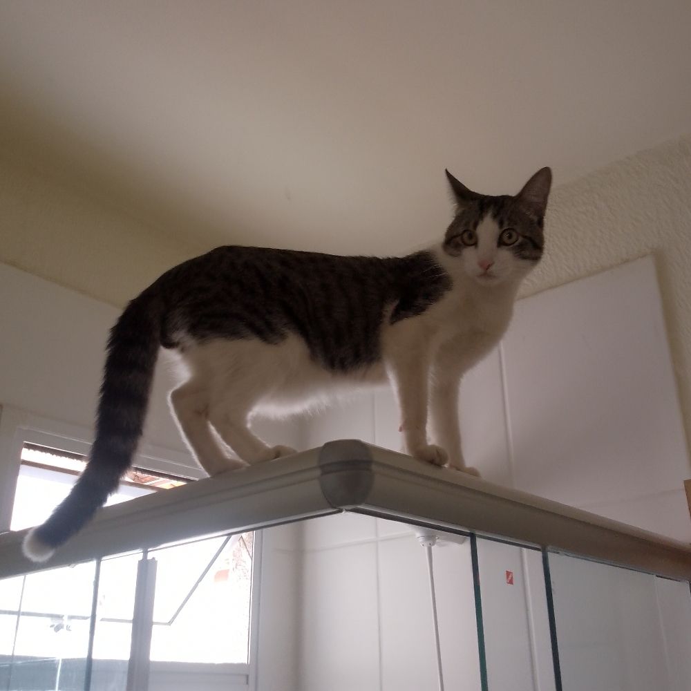 Meu gato é lider de uma seita satânica