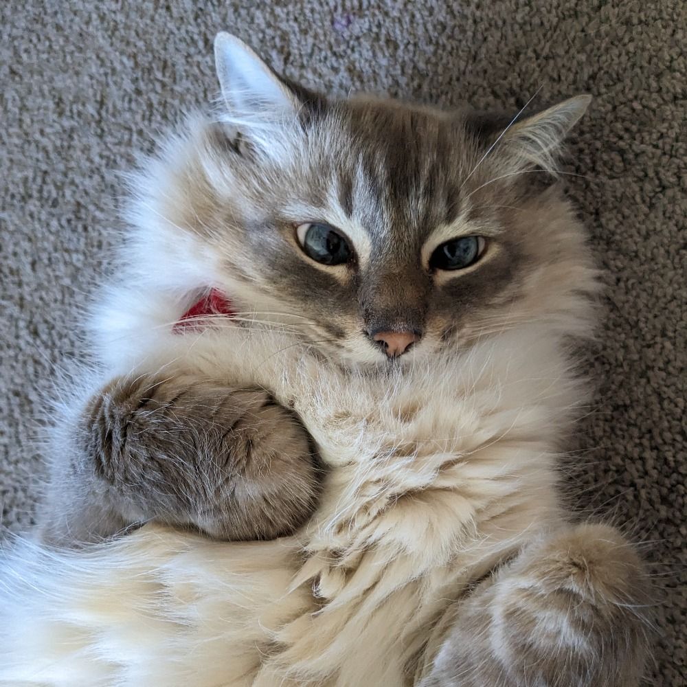 Liz 